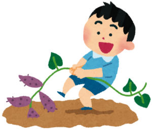 いま、焼き芋が甘い時期です